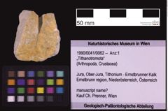 Foto (Objekt + Etiketten) von „Tithanotromota“ (NHMW-GEO-1990-0041-0062)